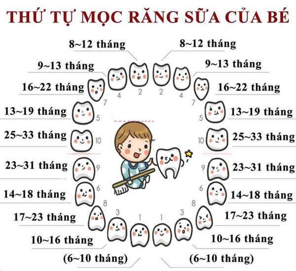 Vai trò và tầm quan trọng của răng sữa